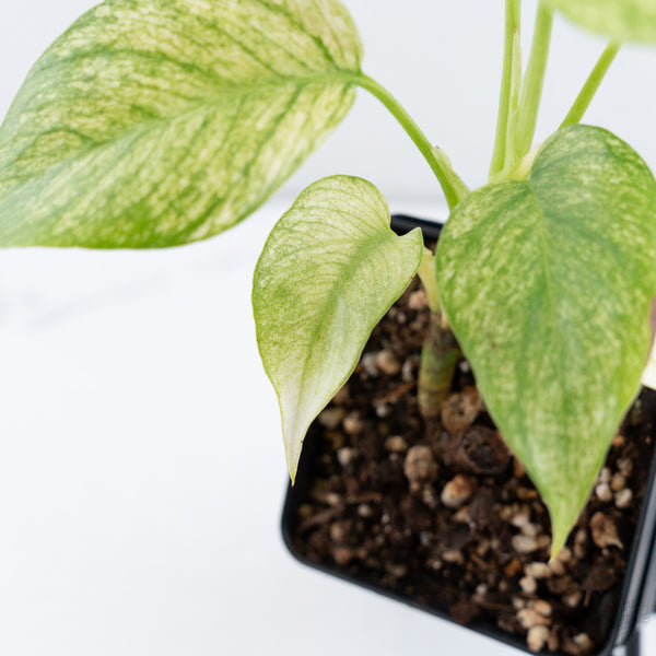 Rhaphidophora Tetrasperma 'White Monster' (wk10-F)