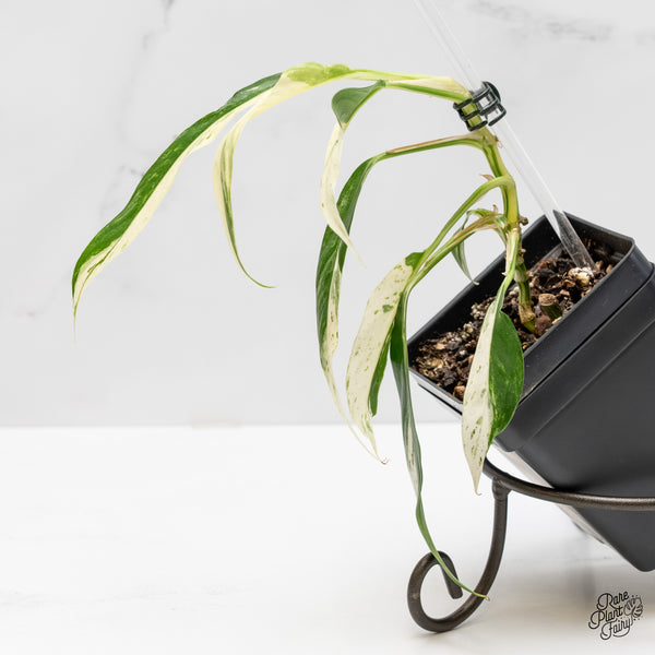 Rhaphidophora megasperma albo variegated (wk5-N)