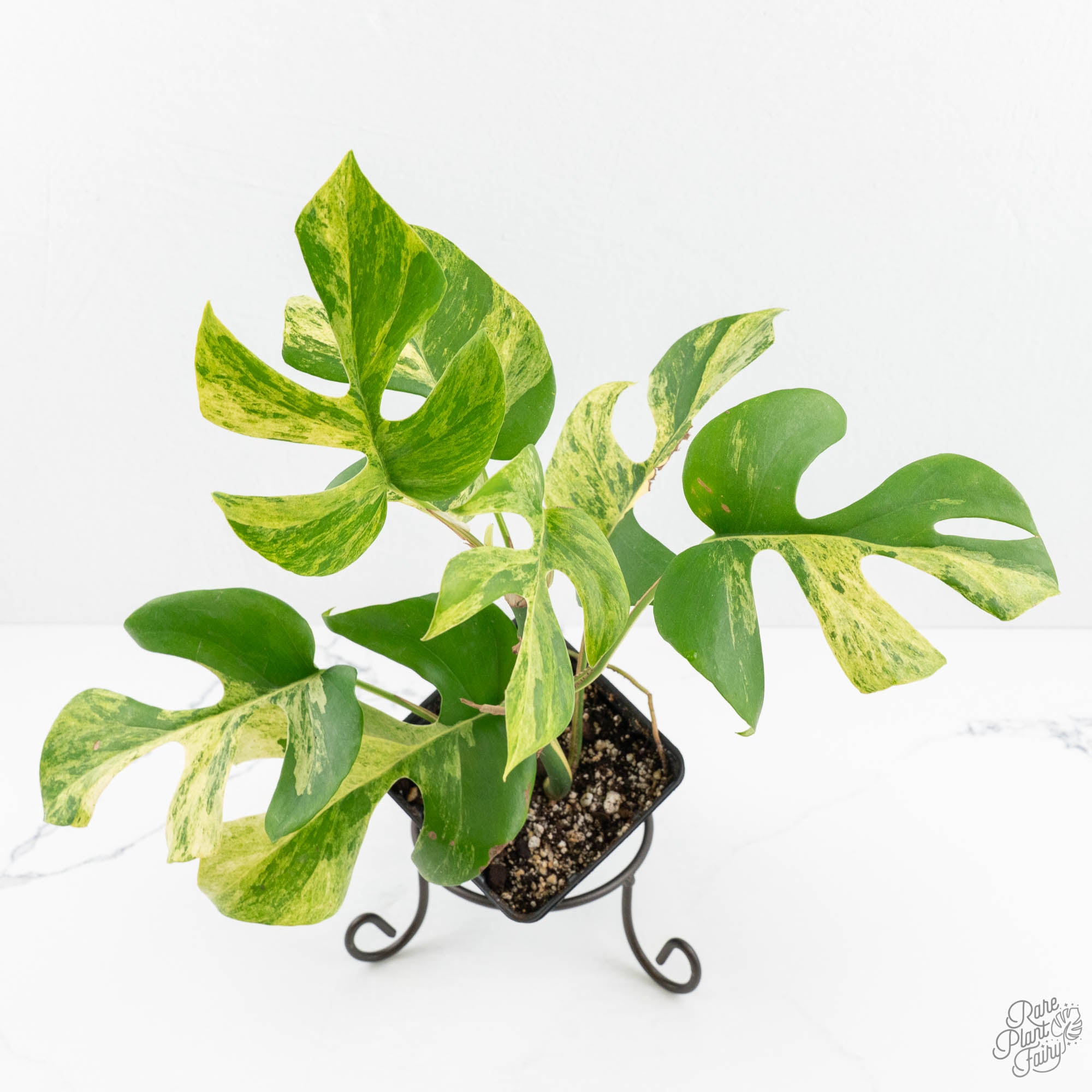 超希少Rhaphidophora Tetrasperma Migma Rhaphidophora Tetrasperma 'Migma' (wk18-G) – Rare Plant Fairy