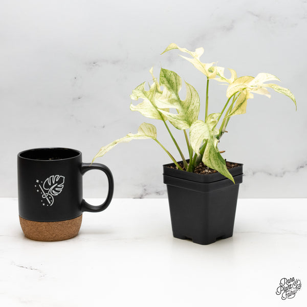 Rhaphidophora Tetrasperma 'White Monster' (wk51-E)