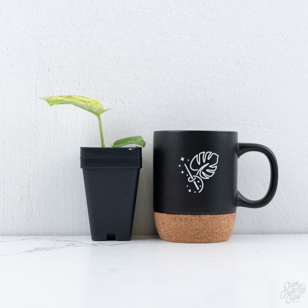 Scindapsus 'Jade Satin' aurea variegated *Grower's choice*