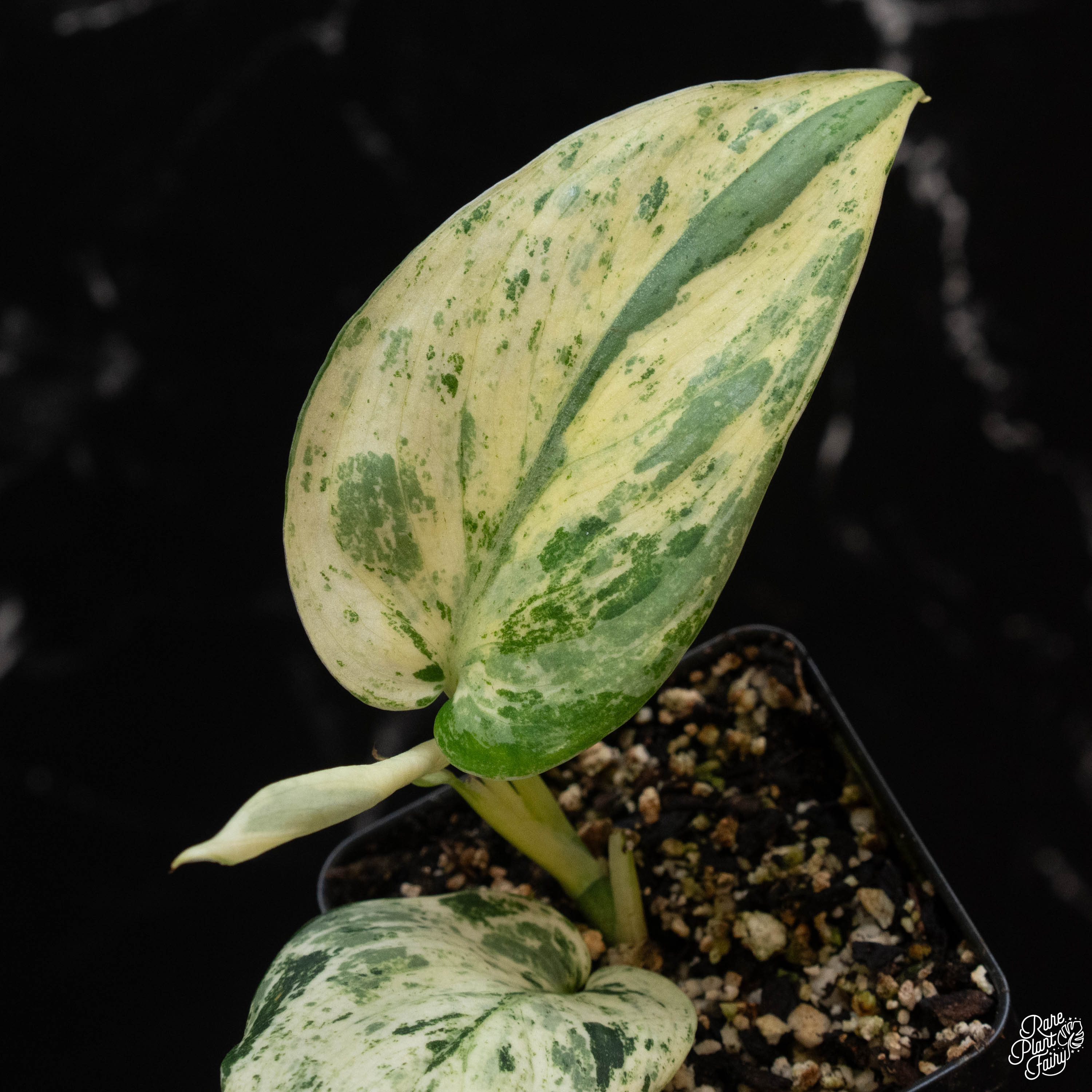 jade satin plant Scindapsus 'Jade Satin' marble variegated *Grower's Choice*