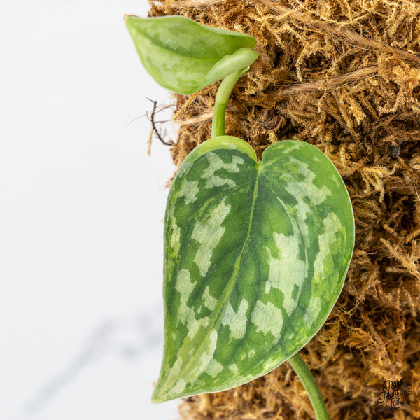 Scindapsus Pictus 'Apolaki' Variegated (wk46-A)