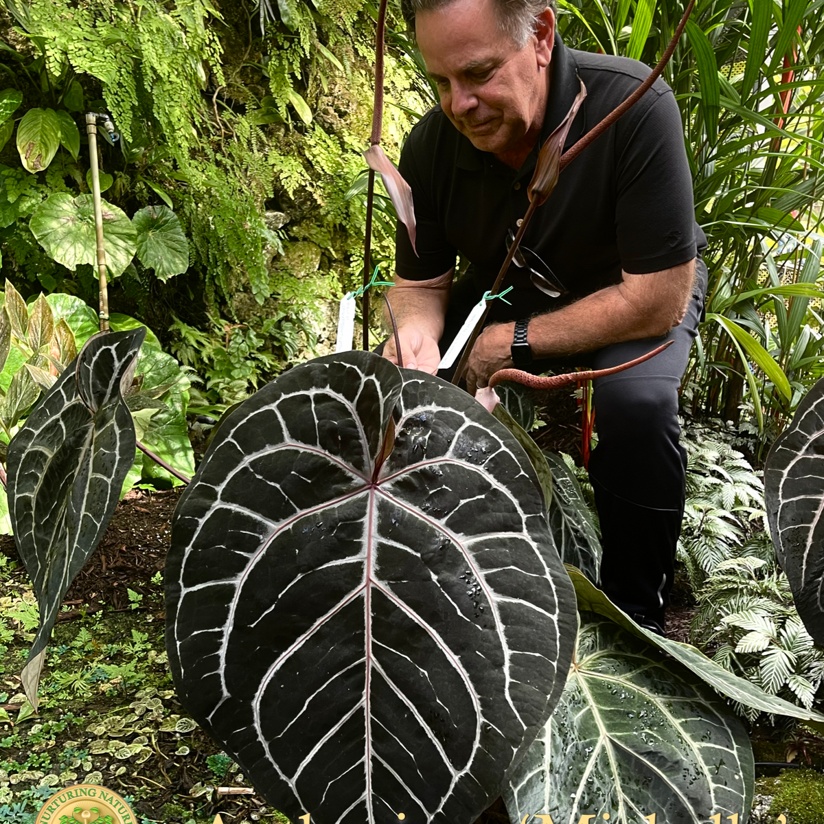 Anthurium 'Michelle' by DocBlock® *Grower's Choice* – Rare Anthurium 'Michelle' by DocBlock® *Grower's Choice* – Rare