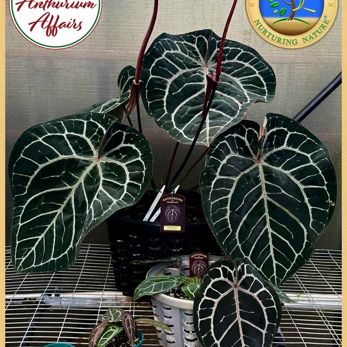 Anthurium 'Michelle' by DocBlock® *Grower's Choice* – Rare Plant Fairy