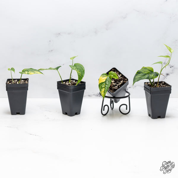 Monstera Siltepecana Aurea *Grower's Choice*