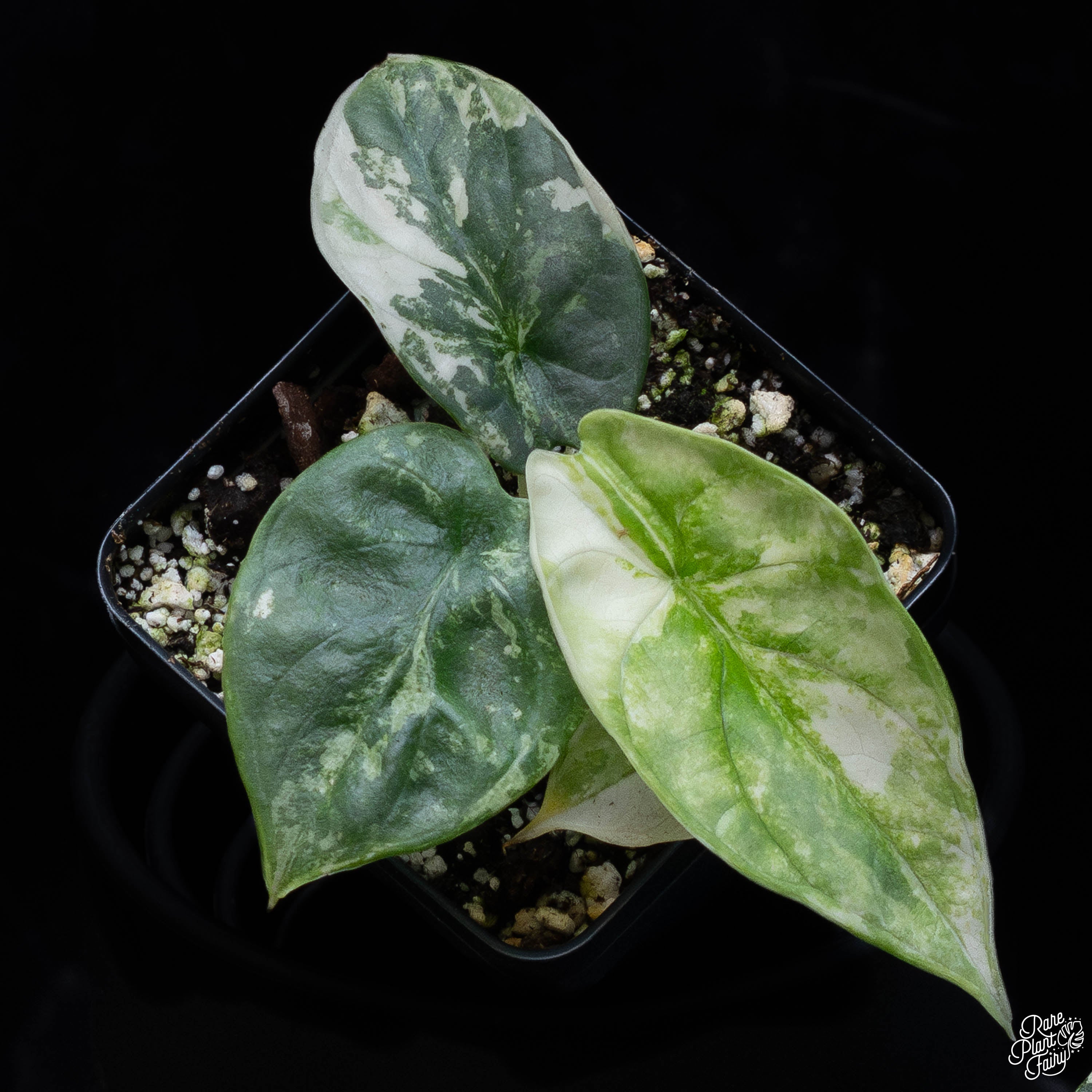 anthurium silver dragon Alocasia 'Cuprea' Albo/Pink Variegated *Grower's Choice*