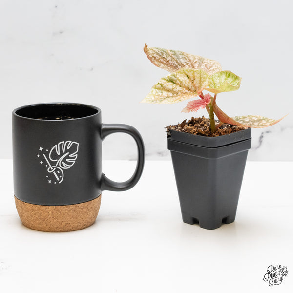 Begonia 'Snow Capped' variegated *Grower's choice*