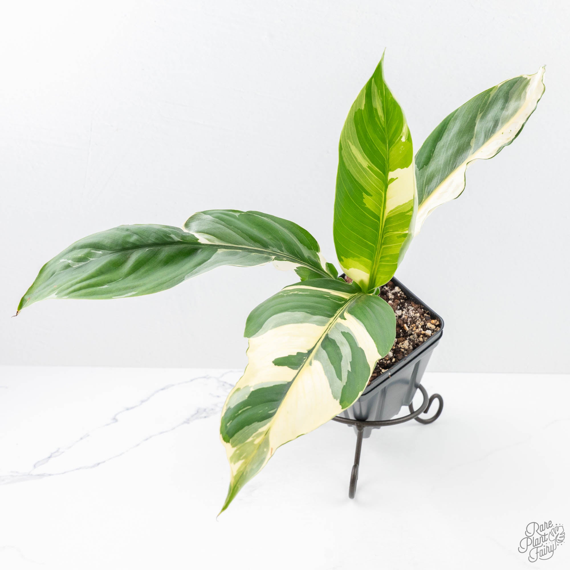 albo peace lily Spathiphyllum 'Sensation' albo variegated (wk20-P)