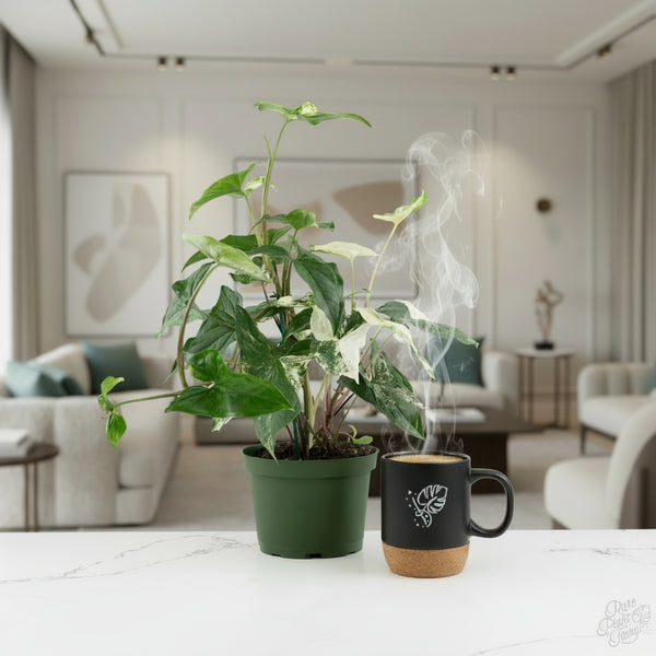 Syngonium Albo *Grower's Choice*