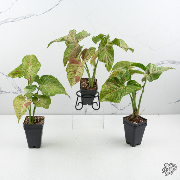 Syngonium Milk Confetti Galaxy *Grower's Choice*