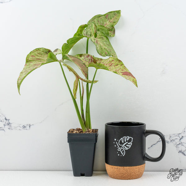 Syngonium Milk Confetti Galaxy *Grower's Choice*