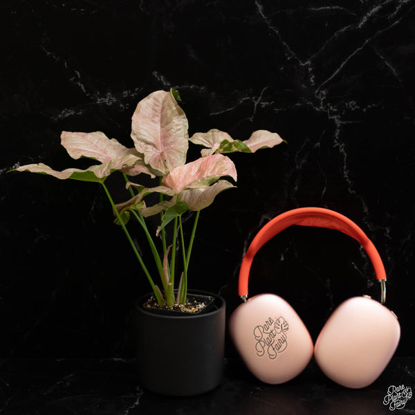 Syngonium milk confetti double pink variegated *Grower's Choice*