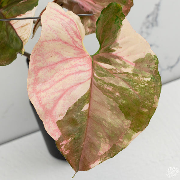 Syngonium 'Strawberry Ice' *Grower's Choice*