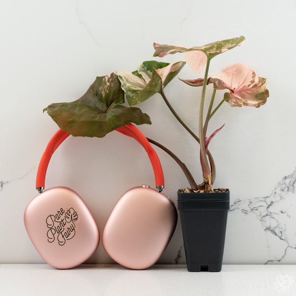 Syngonium 'Strawberry Ice' *Grower's Choice*