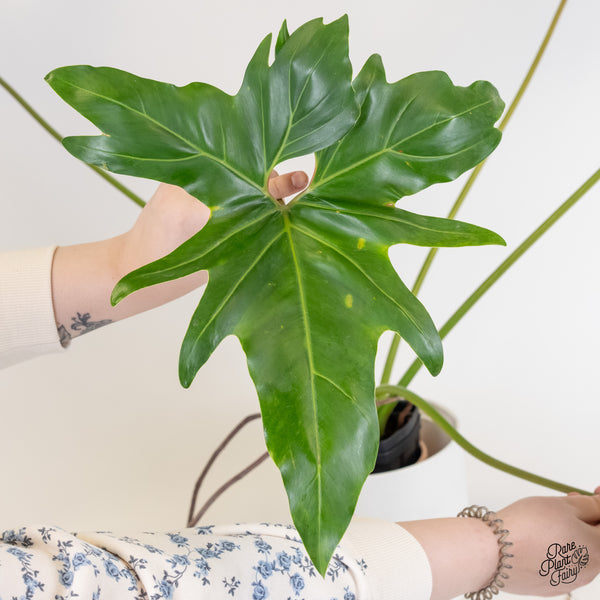 Thaumatophyllum Angela Variegated (wk5-UI)