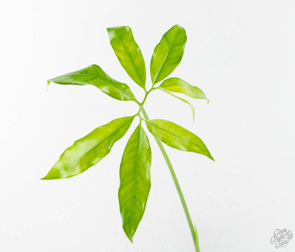 Thaumatophyllum spruceanum Mint Variegated (wk11-E)