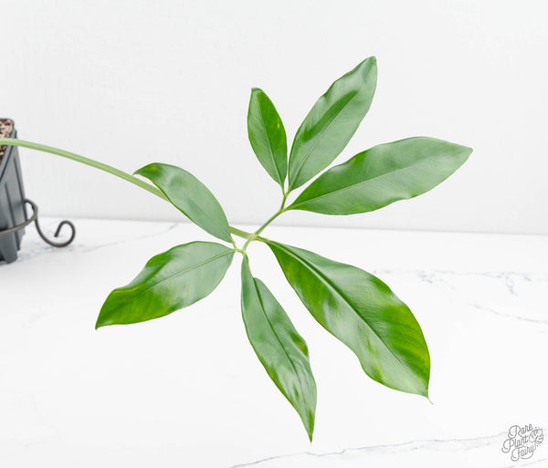 Thaumatophyllum spruceanum Mint Variegated (wk11-E)