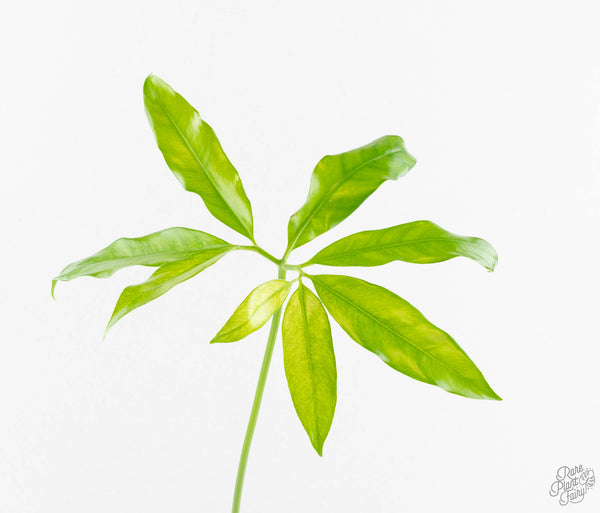 Thaumatophyllum spruceanum Mint Variegated (wk11-E)