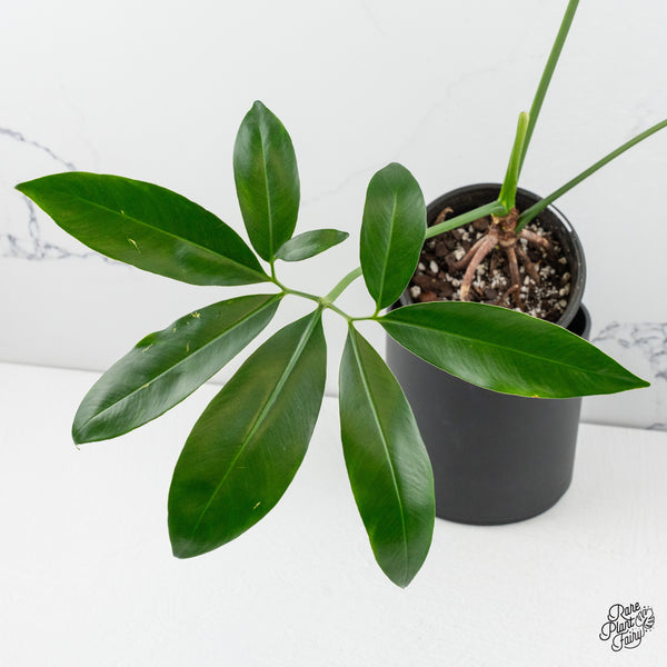 Thaumatophyllum Spruceanum Mint Variegated (wk49-Q)