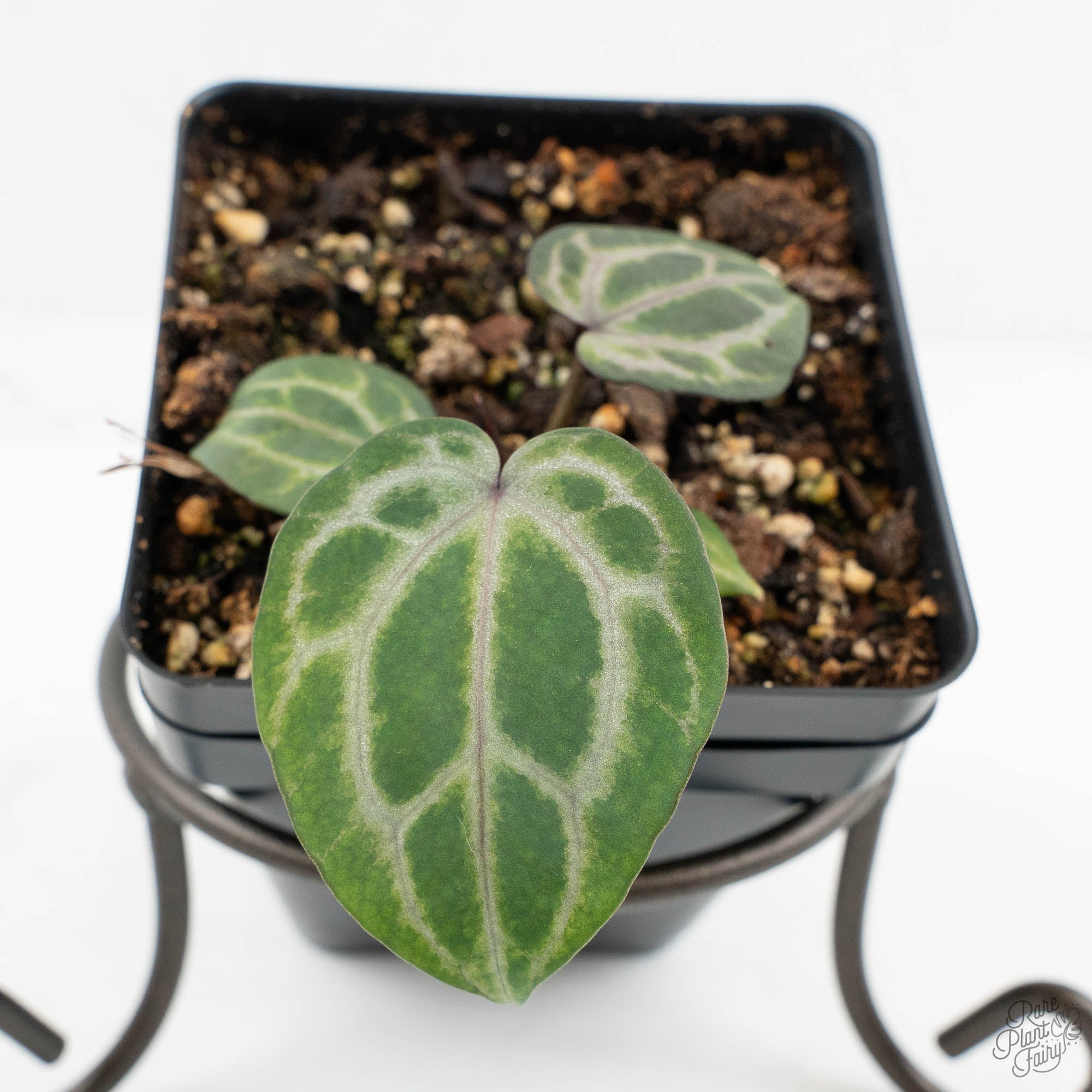 4/12迄　オールドローズ　15鉢 Anthurium Tortoise Shell Grey '36' x self by DocBlock® (wk18-X