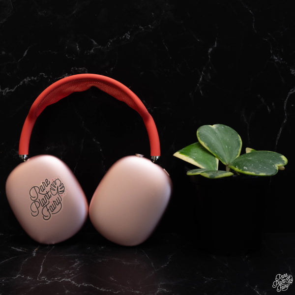 Hoya kerrii albomarginata outer variegated *Grower's Choice*