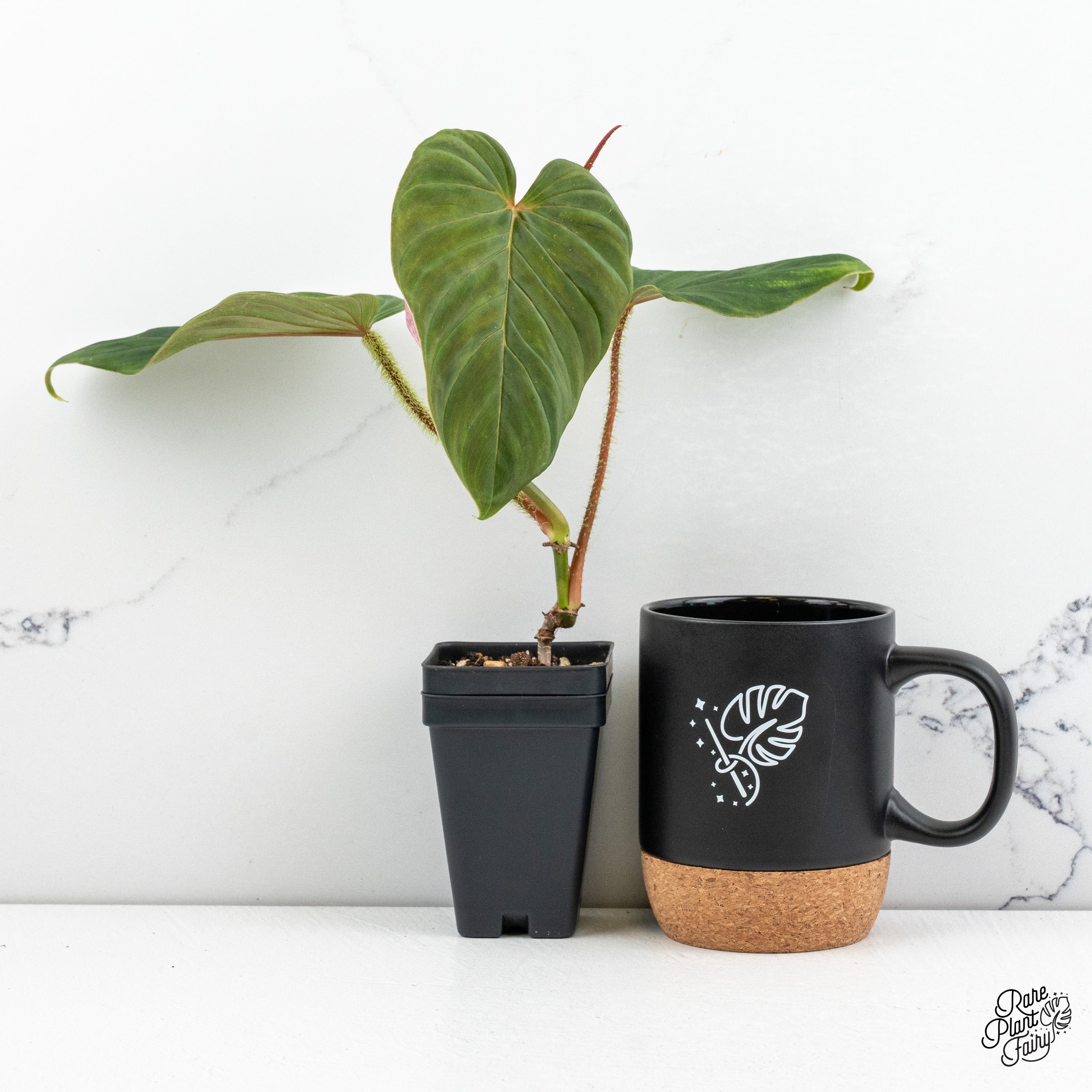 is philodendron verrucosum rare Philodendron Verrucosum 'Titanium' *Grower's choice*