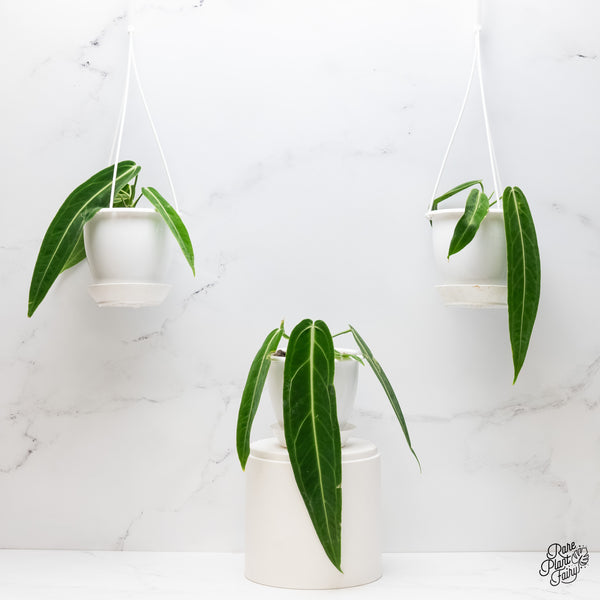 Anthurium warocqueanum 'Queen Anthurium' Hanging Baskets *Grower's choice*