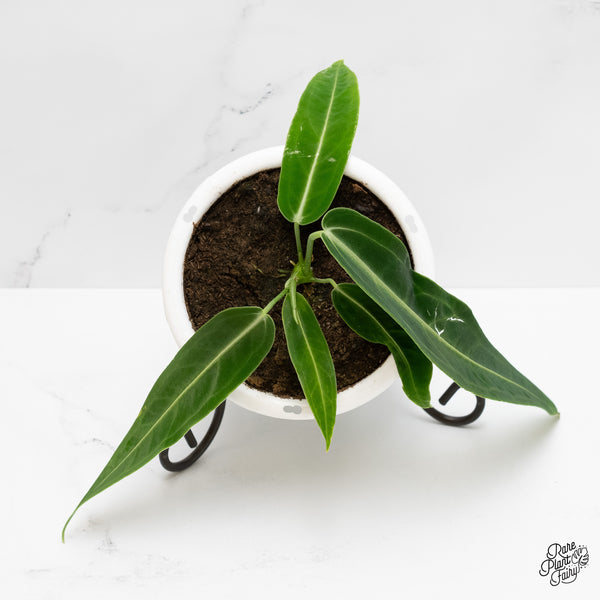 Anthurium warocqueanum 'Queen Anthurium' Hanging Baskets *Grower's choice*