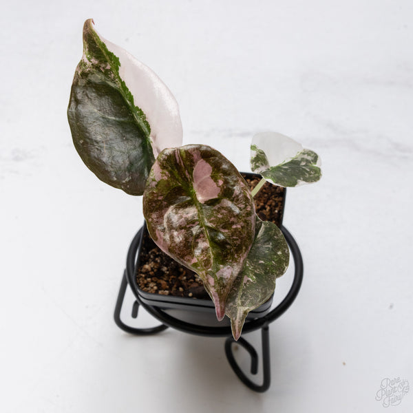 Alocasia 'Cuprea' Albo/Pink Variegated (wk7-UT)