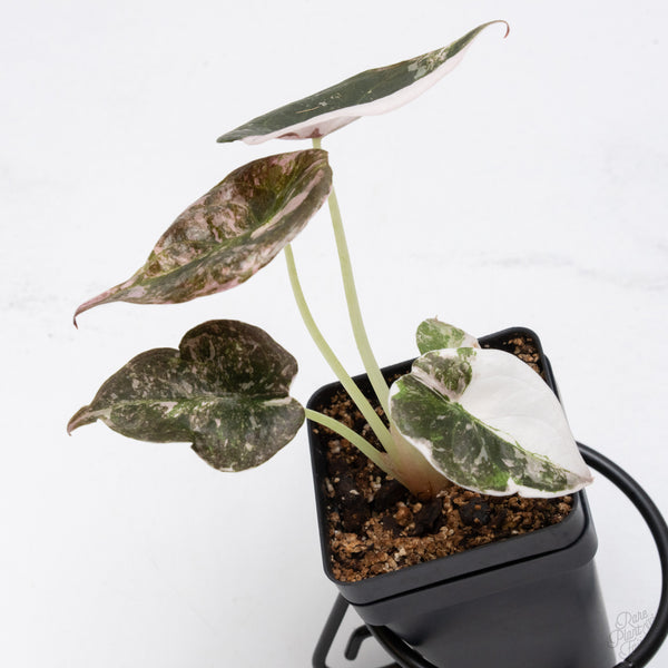 Alocasia 'Cuprea' Albo/Pink Variegated (wk7-UT)