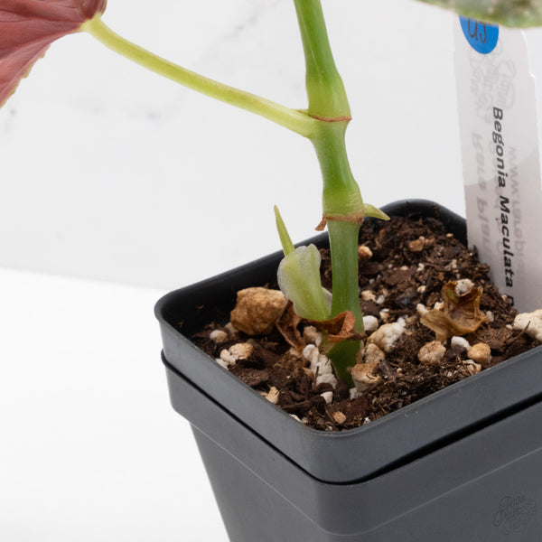 Begonia Maculata Pink Variegated (wk7-UJ) *2 Growth Points*