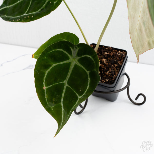 Anthurium Brown Derby '39' x Brown Derby '39' by DocBlock® (wk7-T)