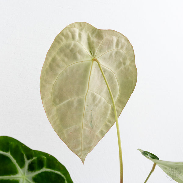 Anthurium Brown Derby '39' x Brown Derby '39' by DocBlock® (wk7-T)