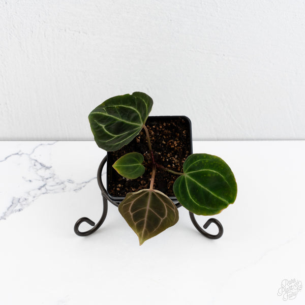 Anthurium Black Widow '43' x Zara '14' by DocBlock® (wk7-V)