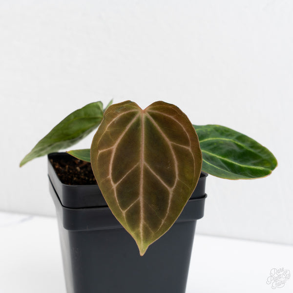 Anthurium Black Widow '43' x Zara '14' by DocBlock® (wk7-V)