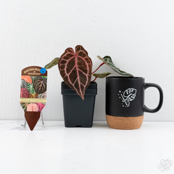 Anthurium Michelle Hot Pink '23' x Zara '14' by DocBlock® (wk7-E)