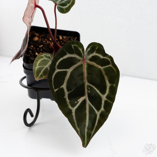 Anthurium Michelle Hot Pink '23' x Zara '14' by DocBlock® (wk7-E)