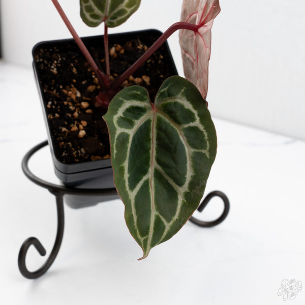 Anthurium Michelle Hot Pink '23' x Zara '14' by DocBlock® (wk7-E)