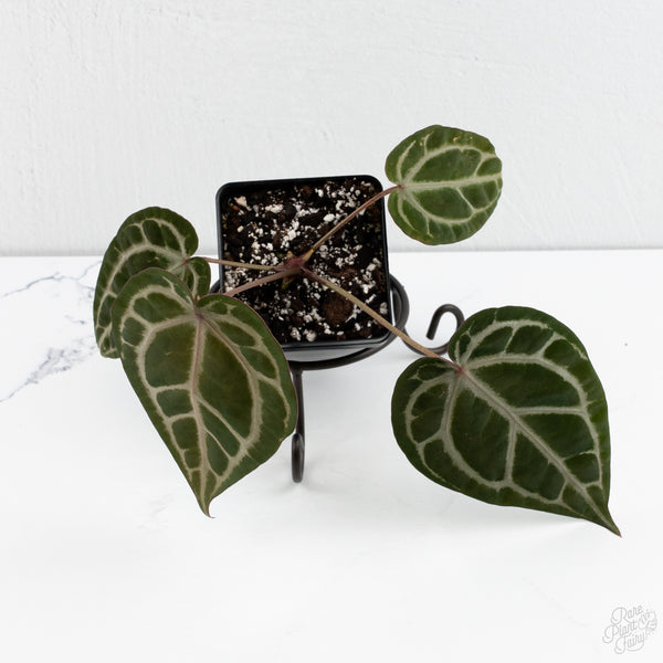 Anthurium Tortoise Shell Grey '36' x Crystal Red '12' by DocBlock® (wk7-I)