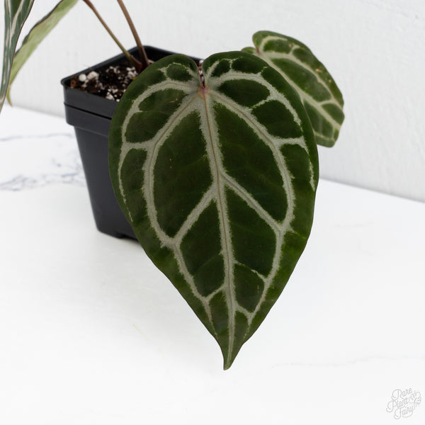 Anthurium Tortoise Shell Grey '36' x Crystal Red '12' by DocBlock® (wk7-I)