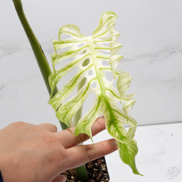 Monstera 'Devil Monster' (wk7-UE)