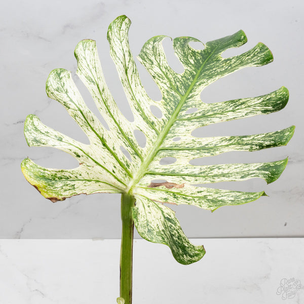 Monstera 'Devil Monster' (wk7-UE)