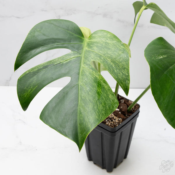 Potted green plant with large leaves on a white background