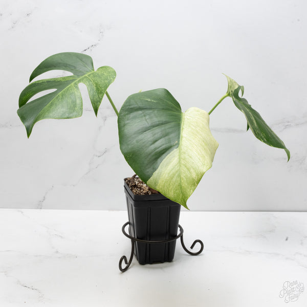 Monstera Deliciosa Mint Variegated NOID (Intermediate Form) (wk7-UL)