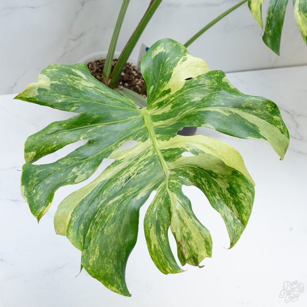 Monstera Deliciosa 'Ocean Mint' (wk7-UC)