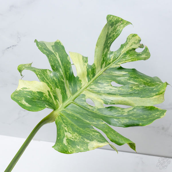 Variegated green and yellow leaf on a light gray background