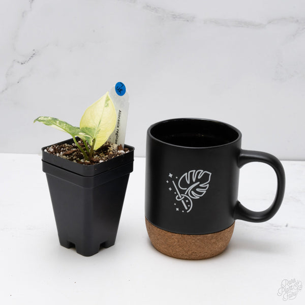 Alocasia Reginae Albo (wk7-UR)