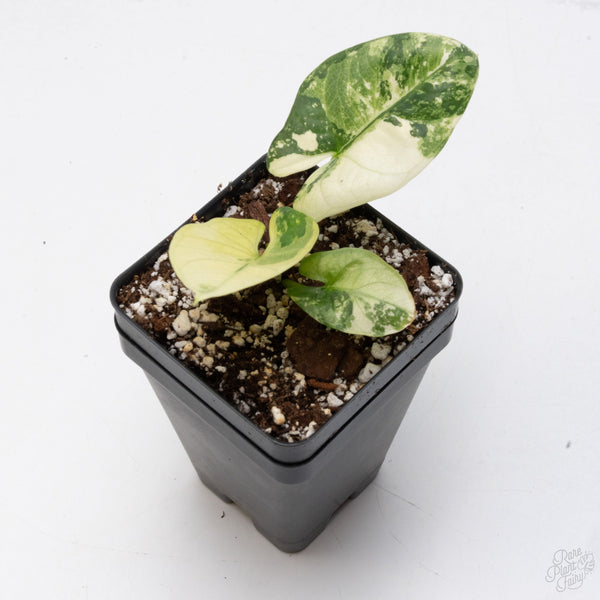 Alocasia Reginae Albo (wk7-UR)