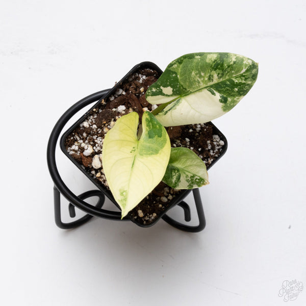 Alocasia Reginae Albo (wk7-UR)